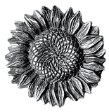 Sunflower Button, Pewter, 7/8"  #DN268 Re-stocked
