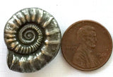 Silver/Black Metal Nautilus Shell Button 15/16",  Shank back. #866