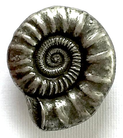 nautilus shell silver button metal 